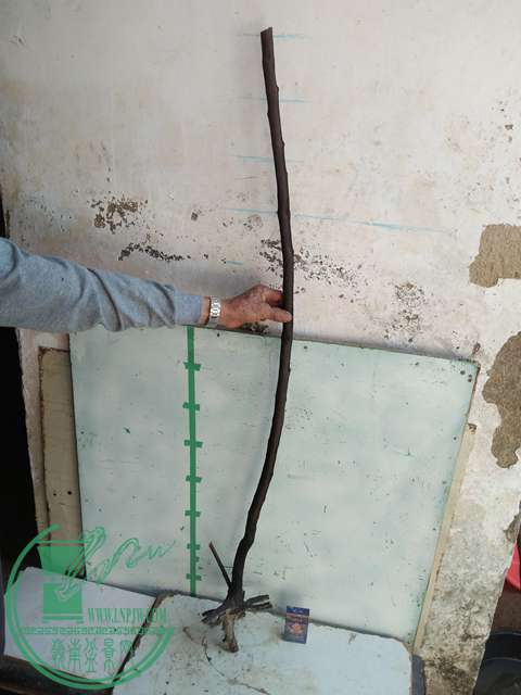 IMG20170216141830.jpg