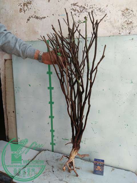 IMG20170216142536.jpg