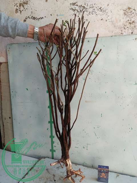 IMG20170216142615.jpg