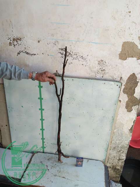 IMG20170216142731.jpg