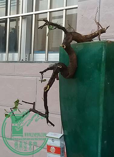 20170217_183035_mh1487330867568.jpg