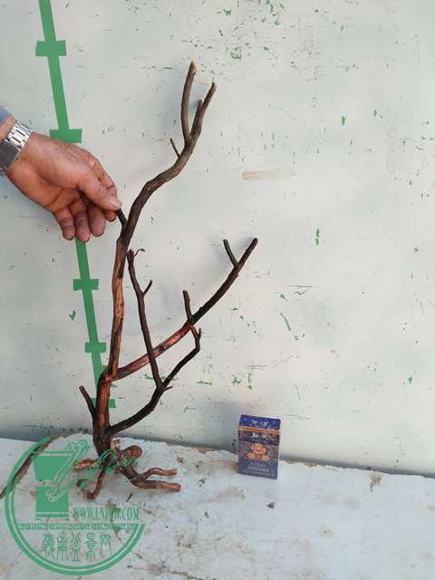 IMG20170217130319.jpg