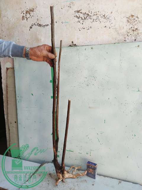 IMG20170217130446.jpg
