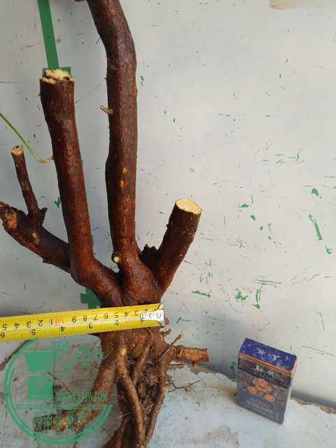 IMG20170217130046.jpg