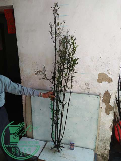 IMG20170216141123.jpg