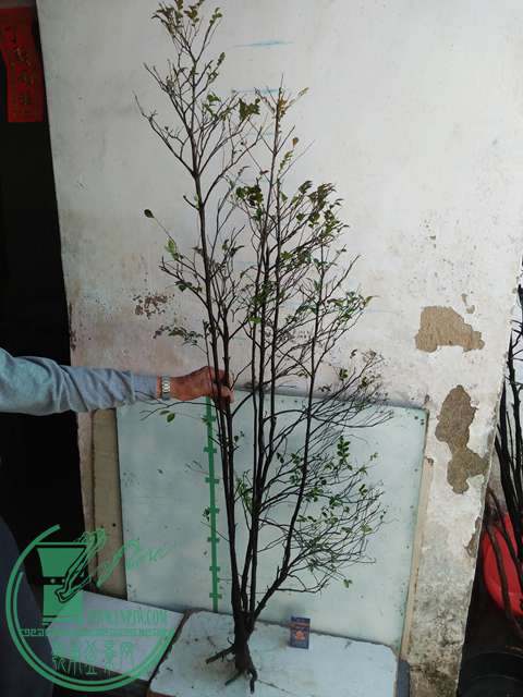 IMG20170216141211.jpg