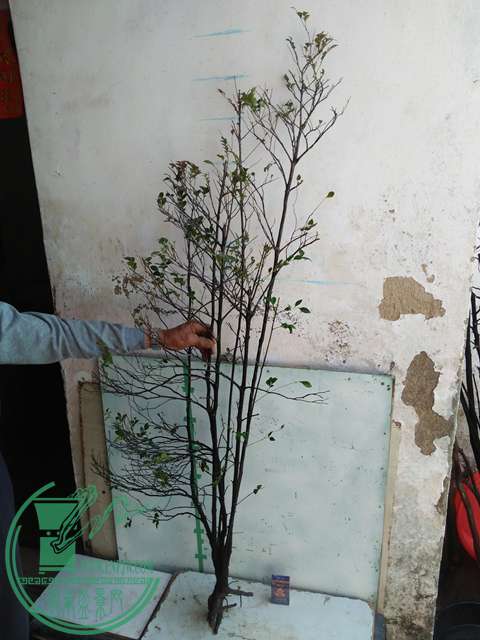 IMG20170216141229.jpg