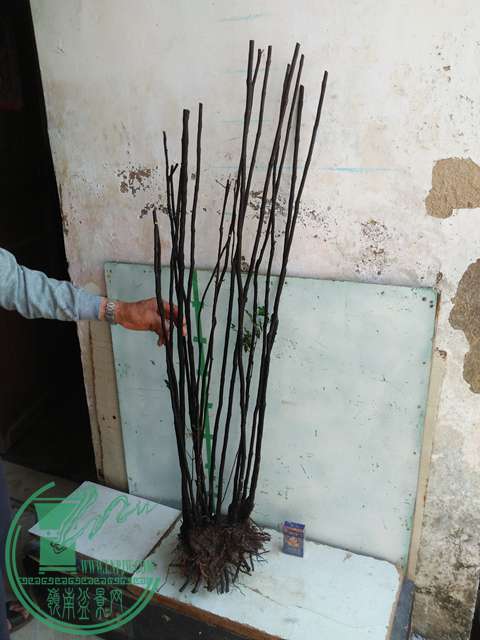 IMG20170216141256.jpg