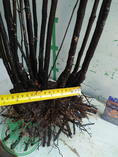 IMG20170216141303.jpg