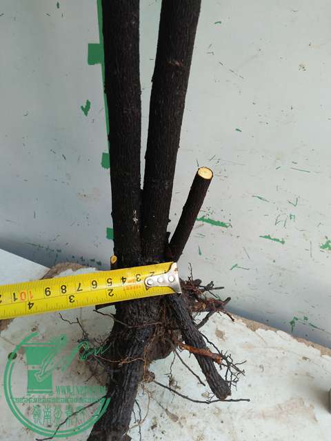 IMG20170216141618.jpg