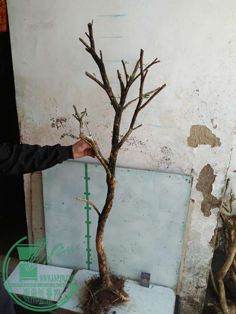 IMG20170218112248.jpg
