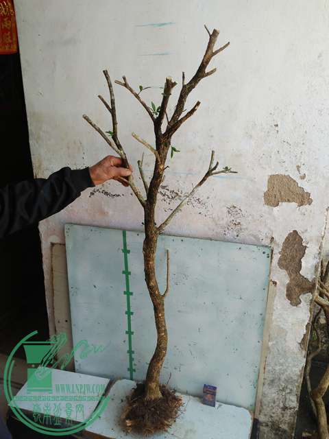 IMG20170218112308.jpg