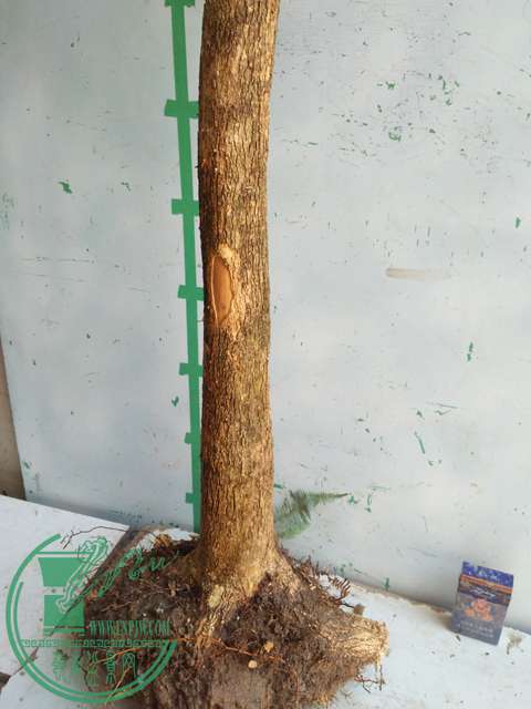 IMG20170218112552.jpg