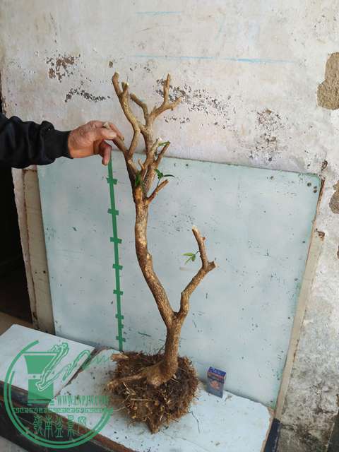 IMG20170218112651.jpg