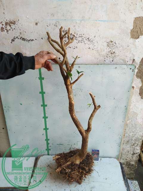 IMG20170218112703.jpg