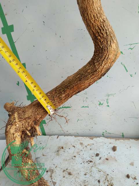 IMG20170218113155.jpg