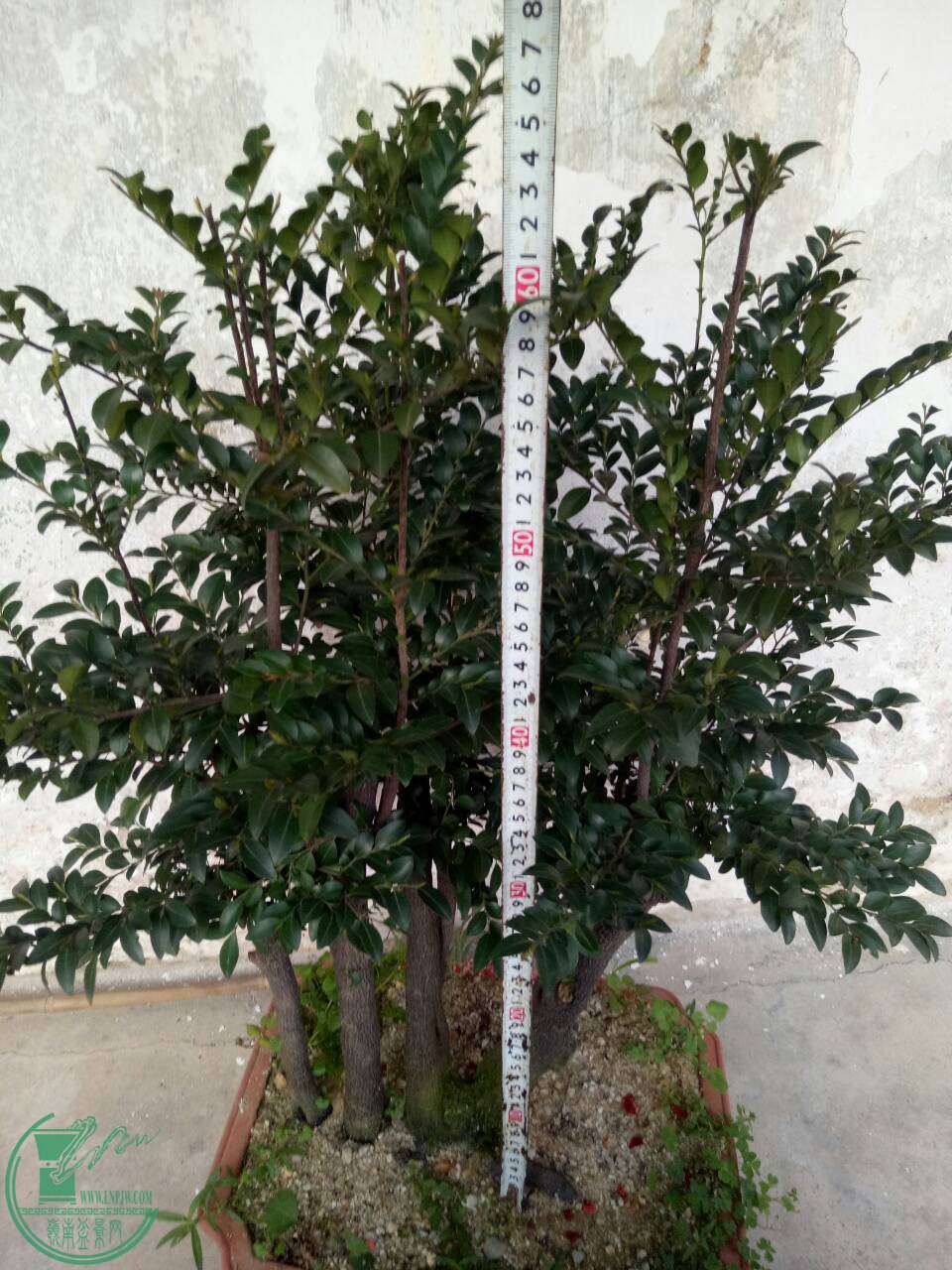 mmexport1487430960743.jpg