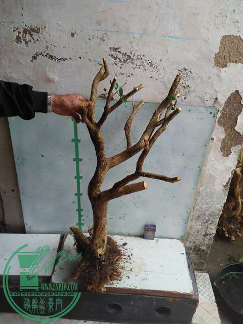 IMG20170219125405.jpg