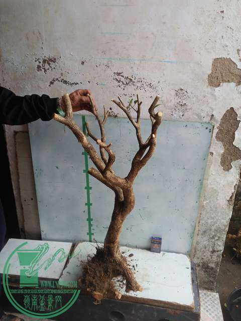 IMG20170219125451.jpg