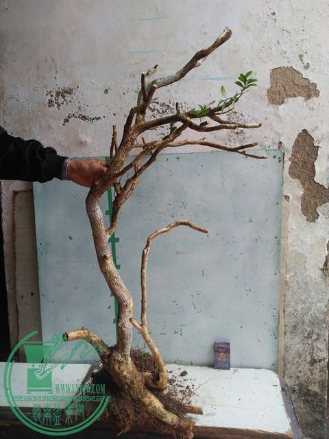 IMG20170219125707.jpg