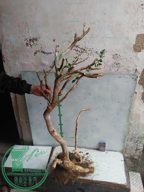 IMG20170219125723.jpg
