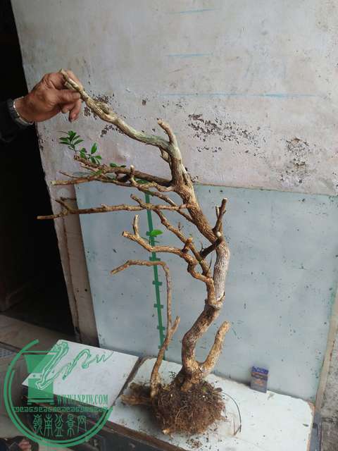 IMG20170219125734.jpg