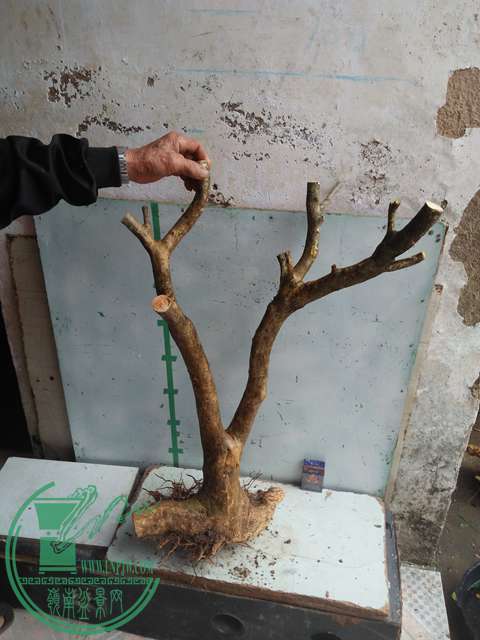 IMG20170219125815.jpg