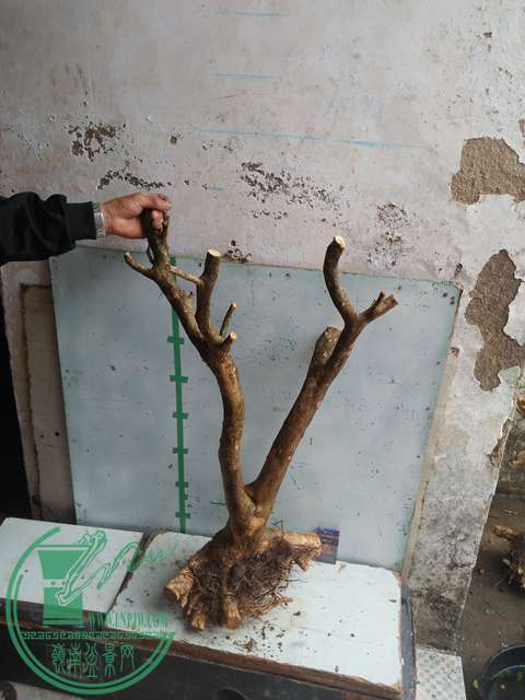IMG20170219125842.jpg