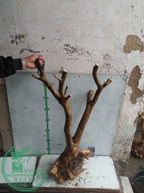 IMG20170219125847.jpg