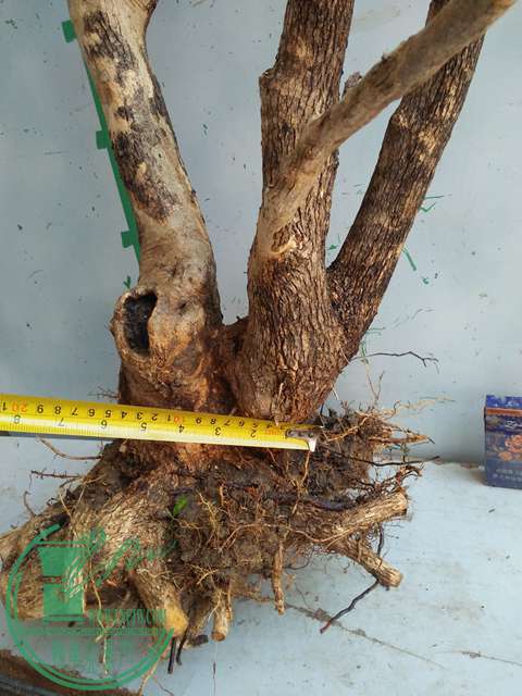 IMG20170218112137.jpg