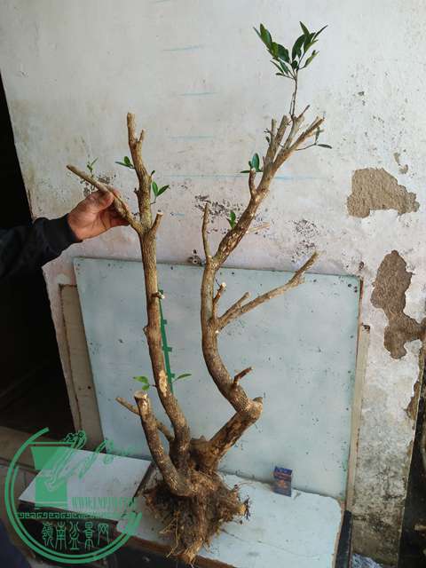 IMG20170218112159.jpg
