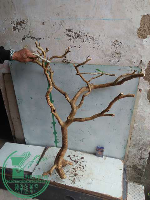IMG20170219125605.jpg
