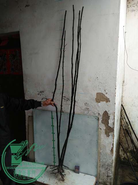 IMG20170220113036.jpg