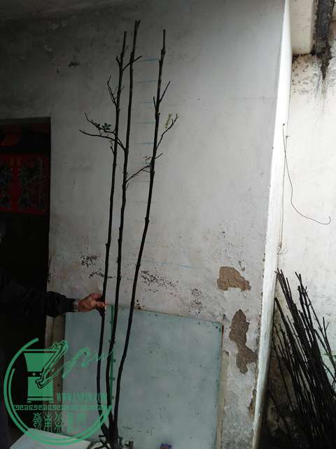IMG20170220113407.jpg