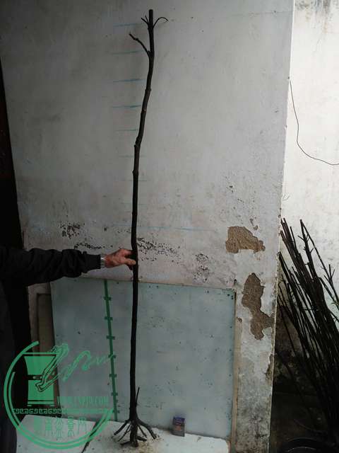 IMG20170220113446.jpg