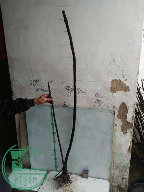 IMG20170220113605.jpg