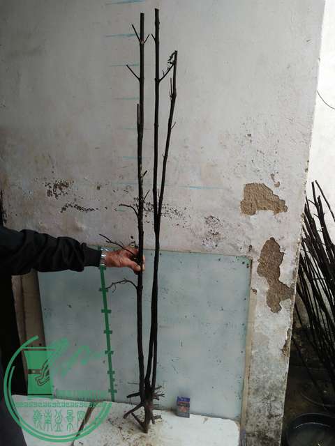 IMG20170220113638.jpg