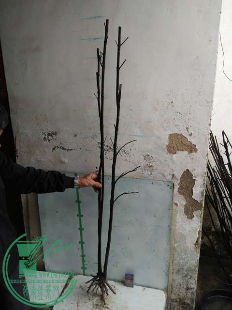 IMG20170220113649.jpg