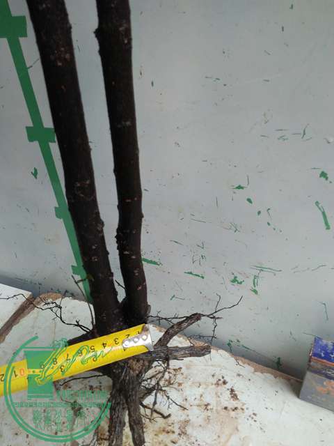 IMG20170220113706.jpg