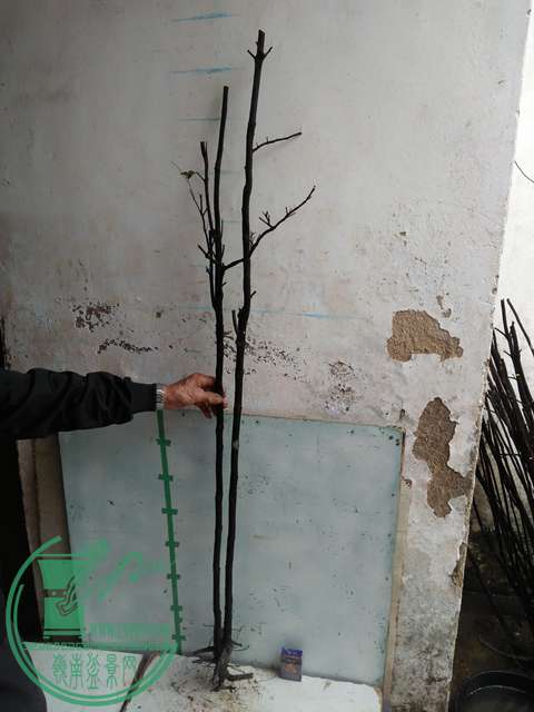 IMG20170220113711.jpg