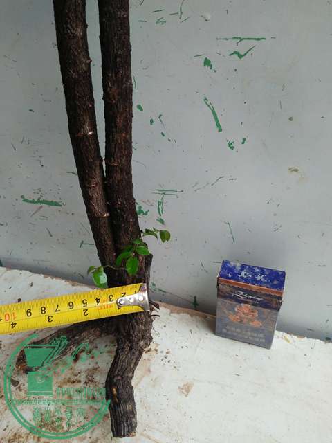 IMG20170220113936.jpg