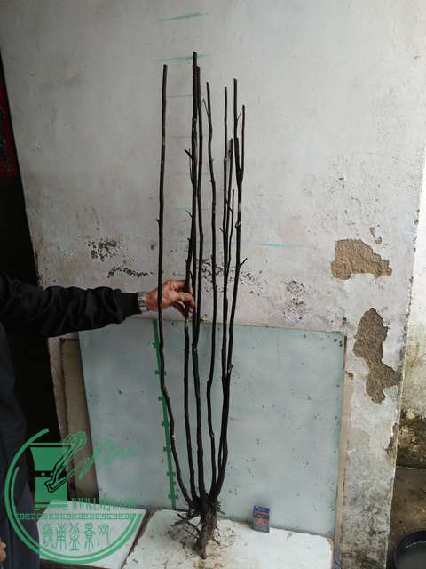 IMG20170220114054.jpg