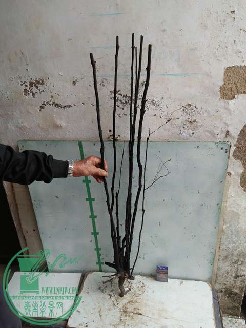IMG20170220114132.jpg