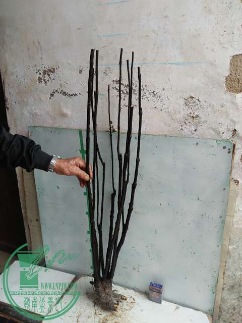 IMG20170220114158.jpg
