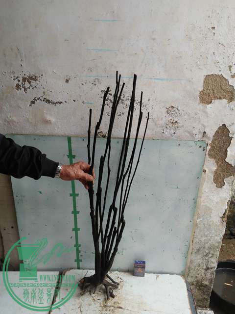 IMG20170220114212.jpg