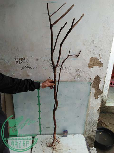 IMG20170220112108.jpg