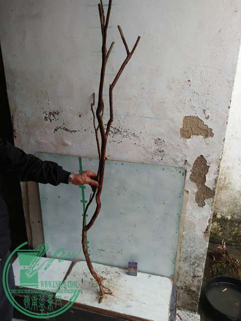 IMG20170220112131.jpg