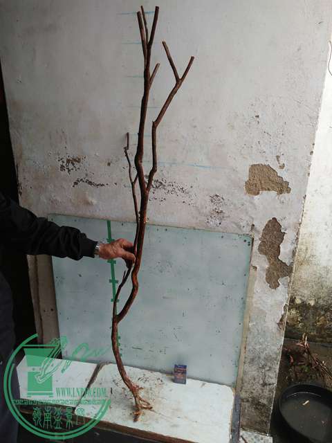 IMG20170220112133.jpg