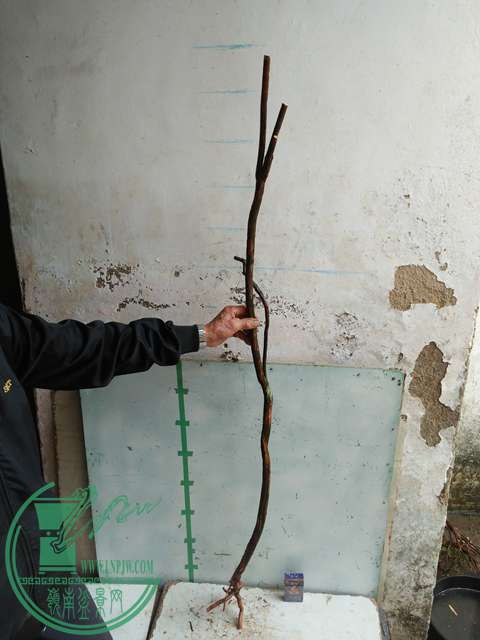IMG20170220112219.jpg