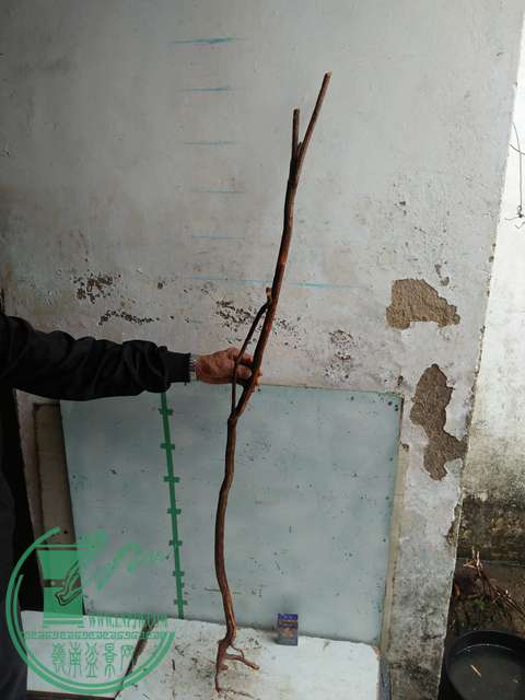 IMG20170220112230.jpg